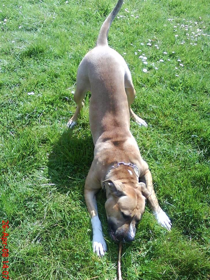 Blanding af racer ciska.  -  .ciska når hun er i sit syge humør d:  billede 5