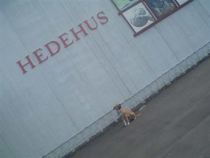 Blanding af racer ciska.  -  .læg mærke til hvor lille hun er i forhold til HEDEHUSHALLEN billede 6