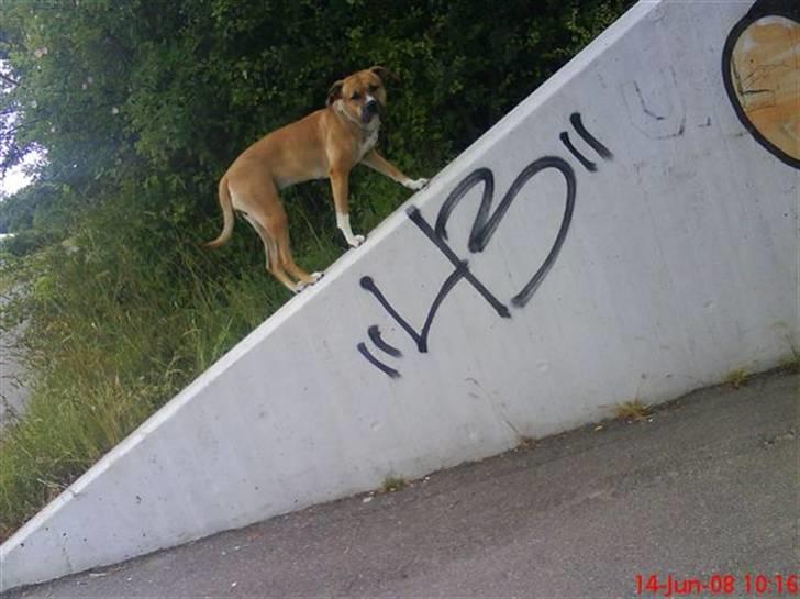 Blanding af racer ciska.  -  .haha, tøsen turde ikke gå længere op.  billede 7