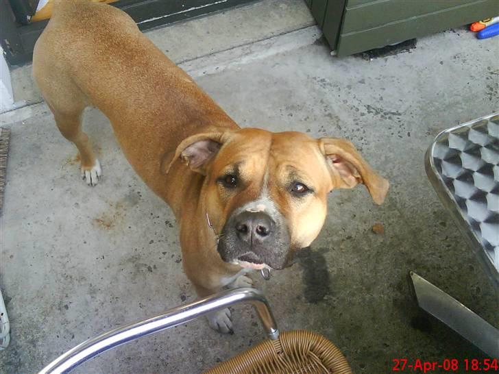 Blanding af racer ciska.  -  .ciska på altanen, minmin skat.  billede 8