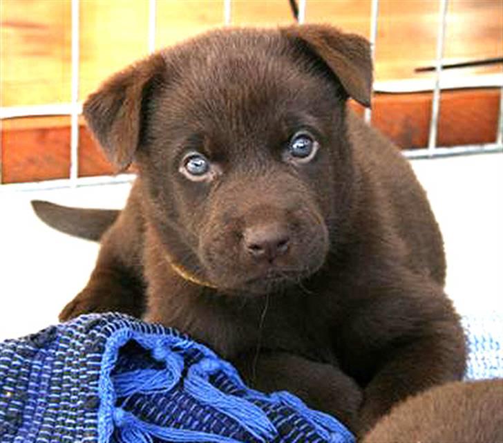 Australsk kelpie DINGO - Her er jeg kun en måned gammel billede 4