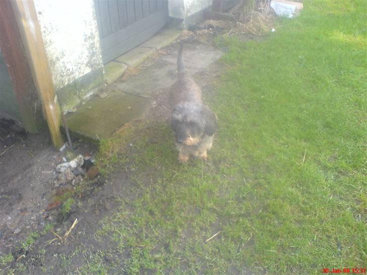 Gravhund Nissebandens Ewald - hmm..... billede 4