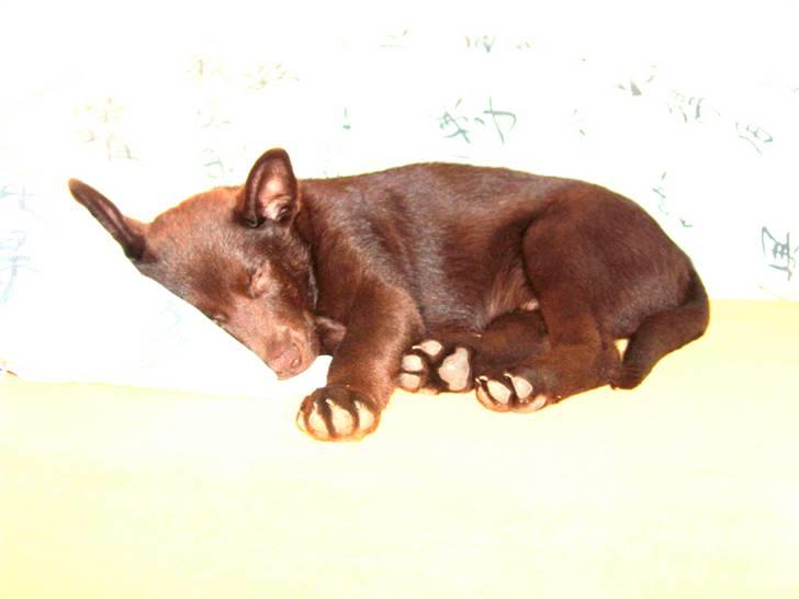 Australsk kelpie DINGO - Men blir tit træt når man er hundehvalp billede 6