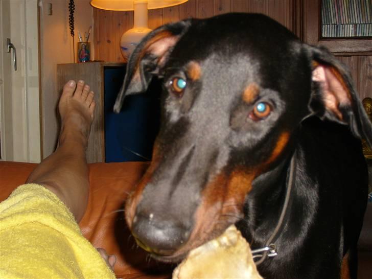 Dobermann Boris billede 1