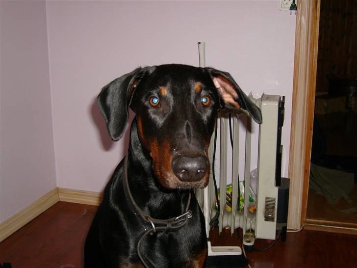 Dobermann Boris billede 2