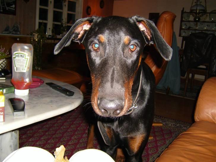 Dobermann Boris billede 3