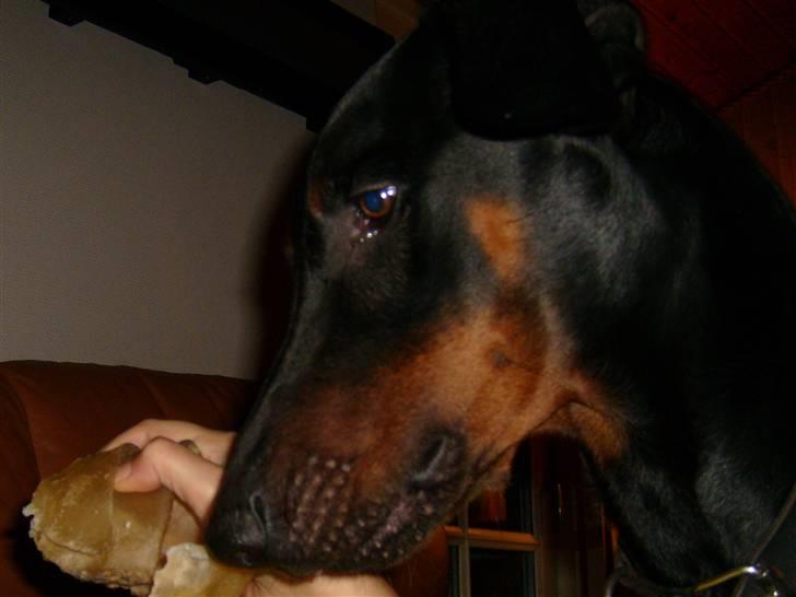 Dobermann Boris billede 4