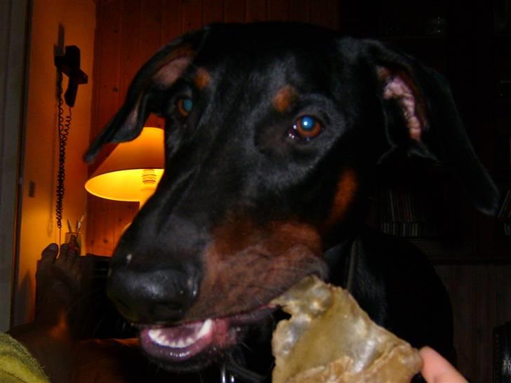 Dobermann Boris billede 5