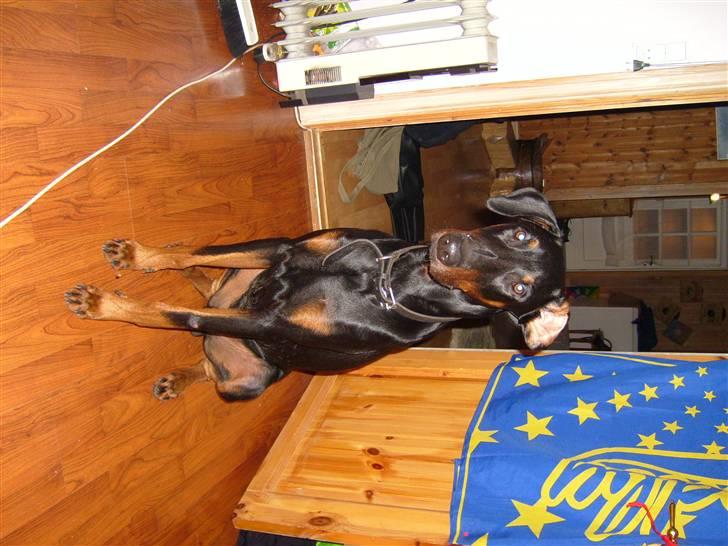 Dobermann Boris billede 6