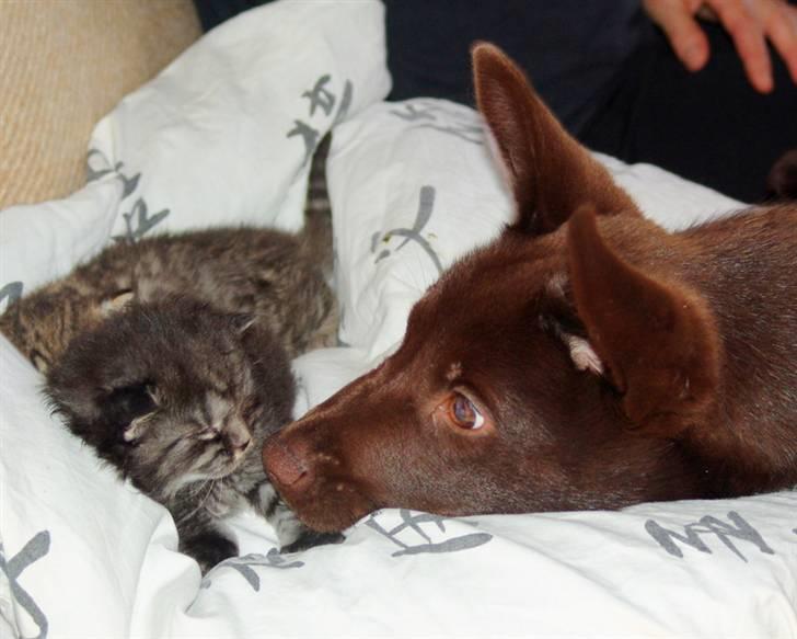 Australsk kelpie DINGO - Jeg kan godt li vores katte.De små er sjove at slikke og tygge lidt i . billede 7