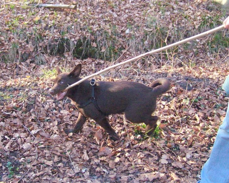 Australsk kelpie DINGO - Her er jeg så 3 mdr gammel og pinde ,de er rigtig gode. billede 8