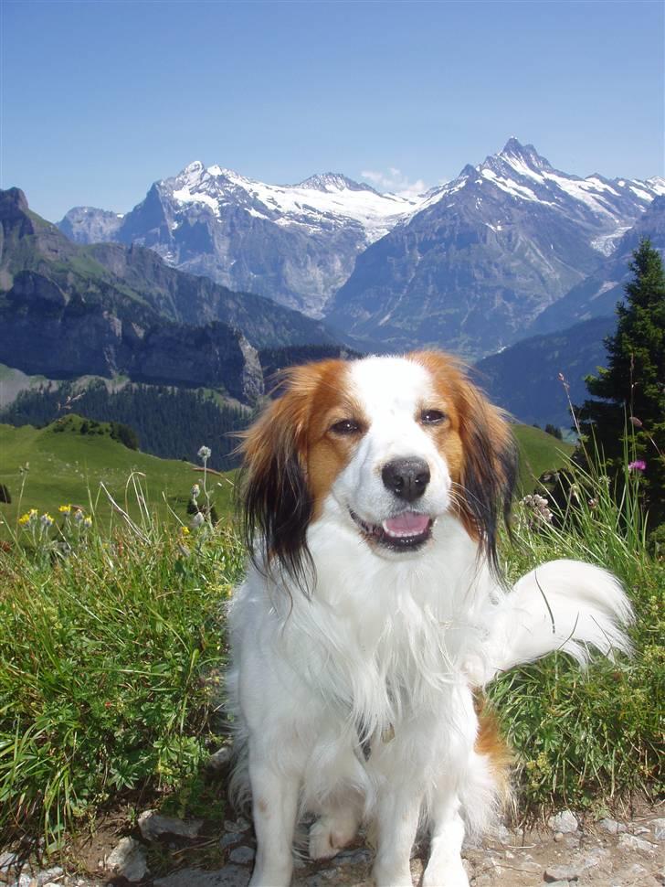 Kooikerhondje Milo (Moffe's Milo) - Milo, den jodlende hund i de schweiske alper billede 1