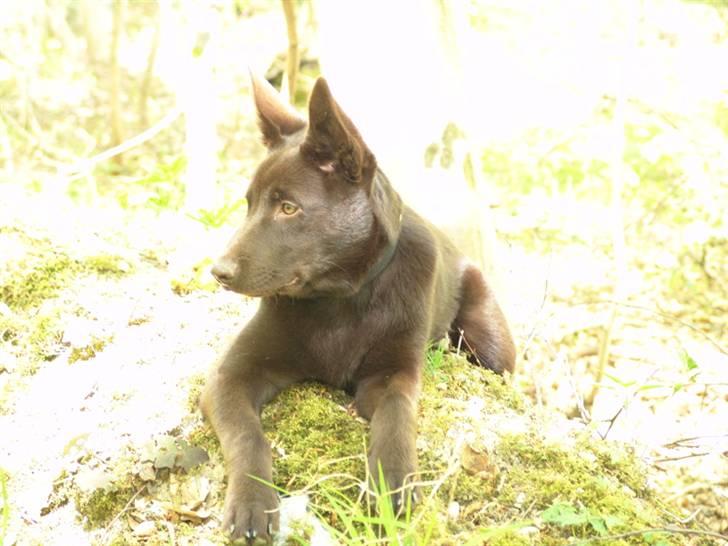 Australsk kelpie DINGO - Så blev jeg 4 mdr og det er forår. billede 9