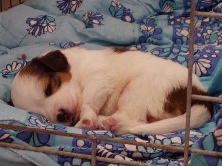 Kooikerhondje Milo (Moffe's Milo) - Milo 3 uger gammel - først gang vi så ham, kærlighed ved første blik billede 2