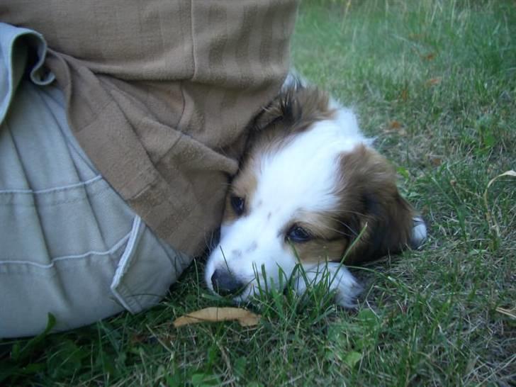 Kooikerhondje Milo (Moffe's Milo) - 7 uger gammel - putter med far billede 3