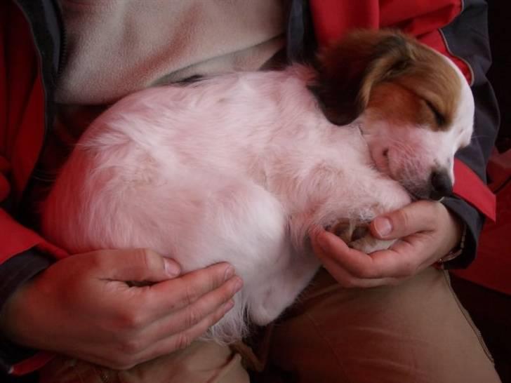 Kooikerhondje Milo (Moffe's Milo) - Hans første udstilling - som tilskuer - DET var hårdt billede 4