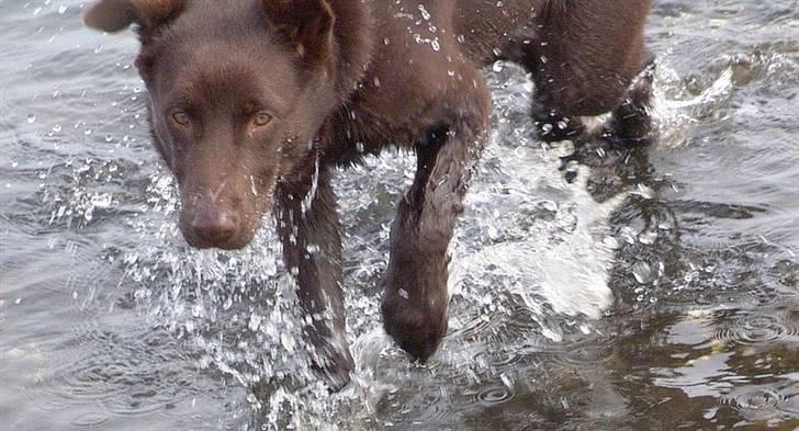 Australsk kelpie DINGO - 5 mdr og jeg er ved at blive en vandhund billede 10