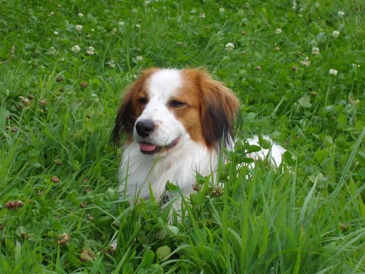 Kooikerhondje Milo (Moffe's Milo) - 13 mdr. billede 5