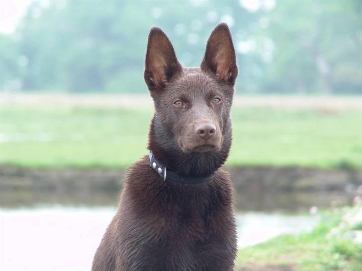 Australsk kelpie DINGO - De siger smukke hund til mig,-er det rigtigt? billede 11