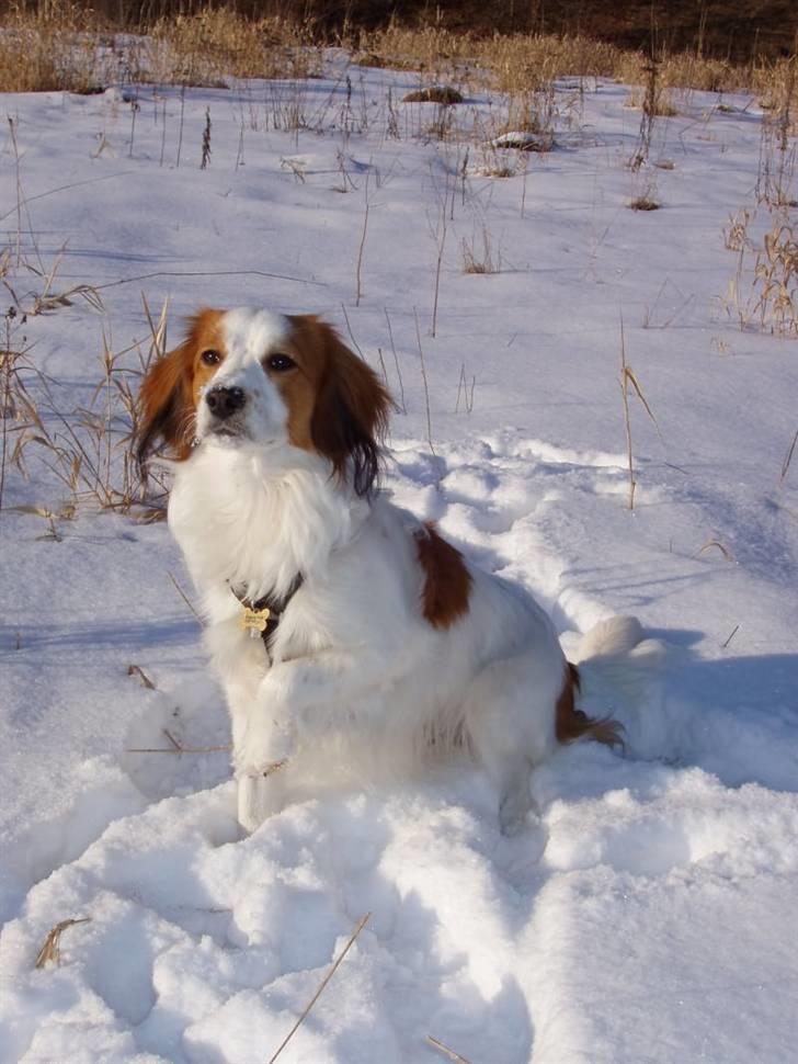 Kooikerhondje Milo (Moffe's Milo) - 9 mdr.  billede 6