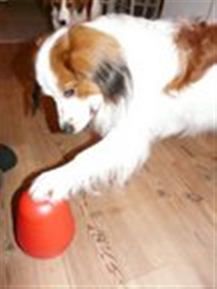 Kooikerhondje Milo (Moffe's Milo) - Han elsker aktivitetslegetøj billede 7