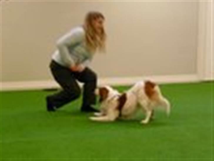 Kooikerhondje Milo (Moffe's Milo) - Vi dyrker også HTM/Freestyle (dogdancing) Her i en fin "buk" billede 8