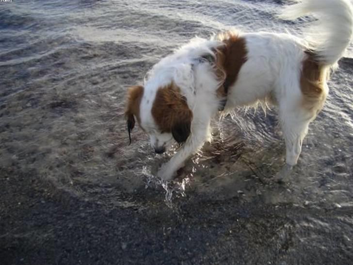 Kooikerhondje Milo (Moffe's Milo) - En rigtig vandhund billede 9