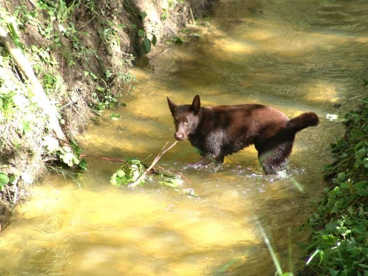 Australsk kelpie DINGO - Nu er jeg 6 mdr.Der er masser af frisk vand i skoven billede 12