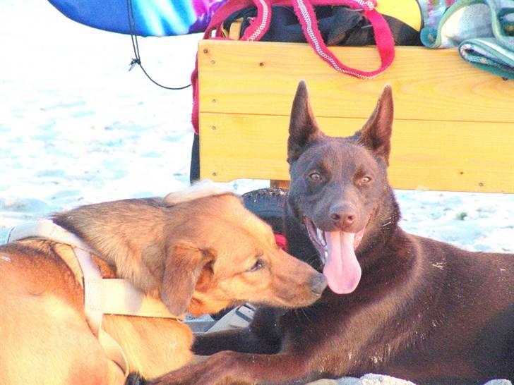 Australsk kelpie DINGO - En skøn veninde og mig,da vi var på ferie i aug o7 billede 14