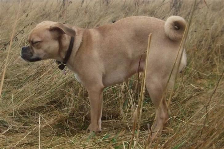 Blanding af racer     Laura Mops/Terrier (død) - Eeeeeeeej, det blææææser ... *BrrRRRrr* billede 5