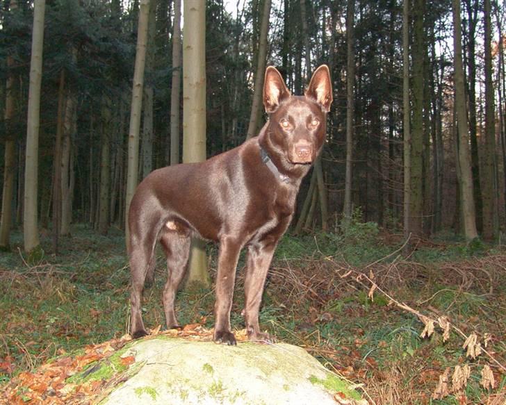 Australsk kelpie DINGO - 11 mdr, han vil altid ha mig op på den sten billede 16