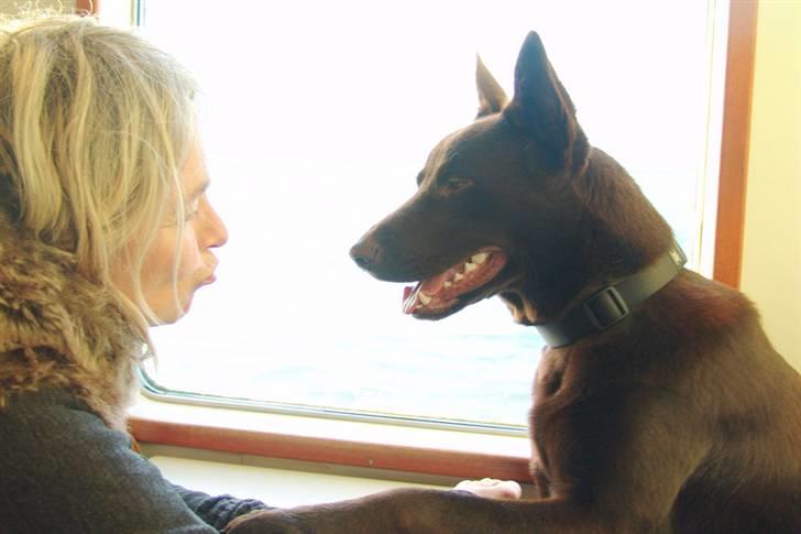 Australsk kelpie DINGO - En kærlig snak på færgen billede 17