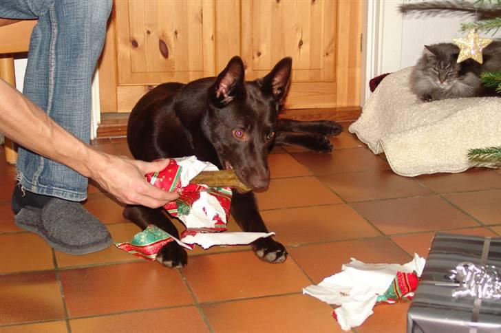 Australsk kelpie DINGO - juleaften og jeg er næsten 1 år billede 18