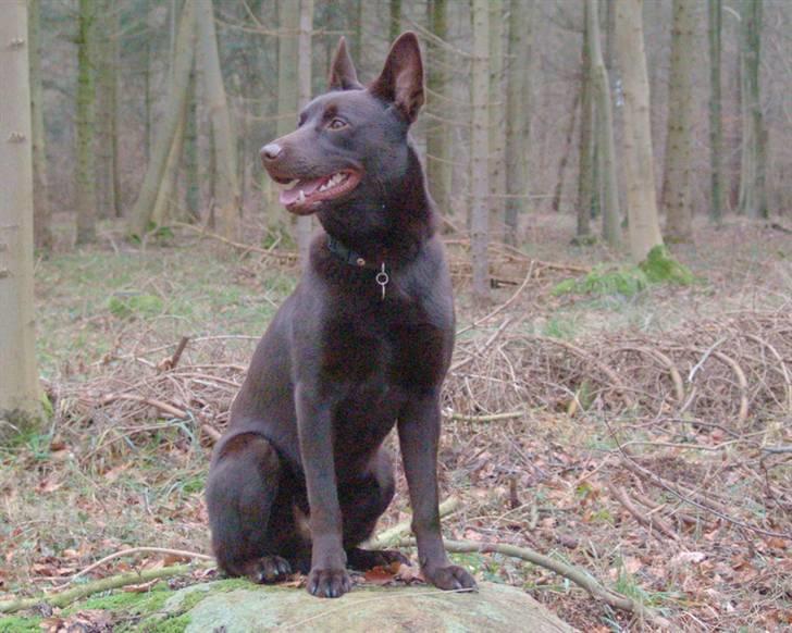 Australsk kelpie DINGO - Sådan i dag d 1.feb 08, mon der er en klimaændring på vej billede 19