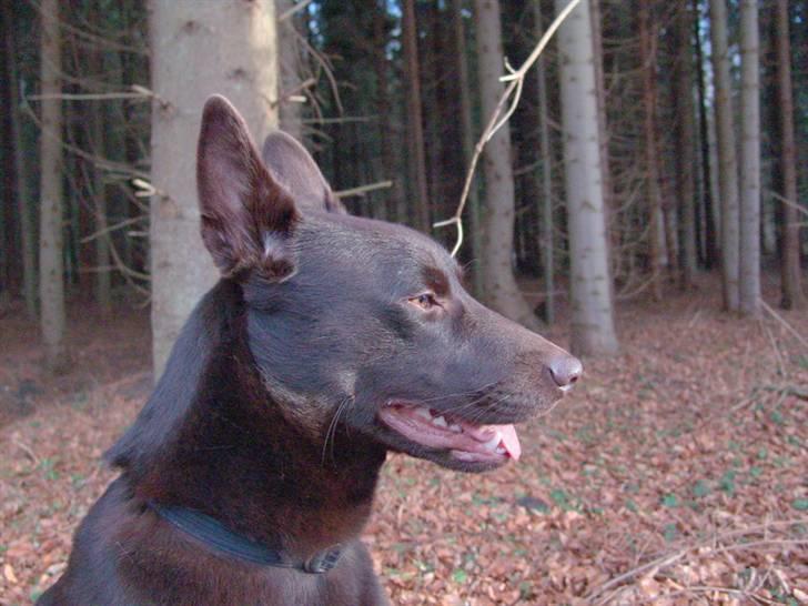 Australsk kelpie DINGO - 010208 - mon jeg engang får en tæve og et kuld hvalpe, tror jeg blir en super far,så... billede 20