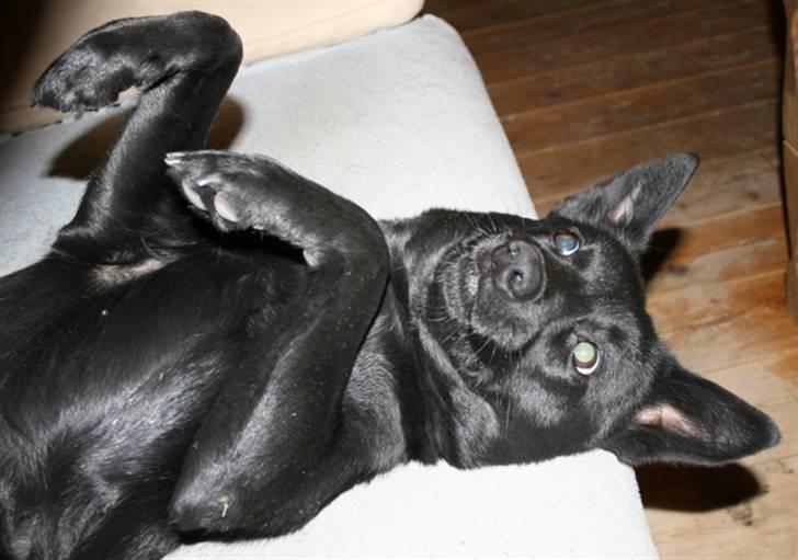 Australsk kelpie Skovfarmen´s Alabama  - 1/2-08 billede 6