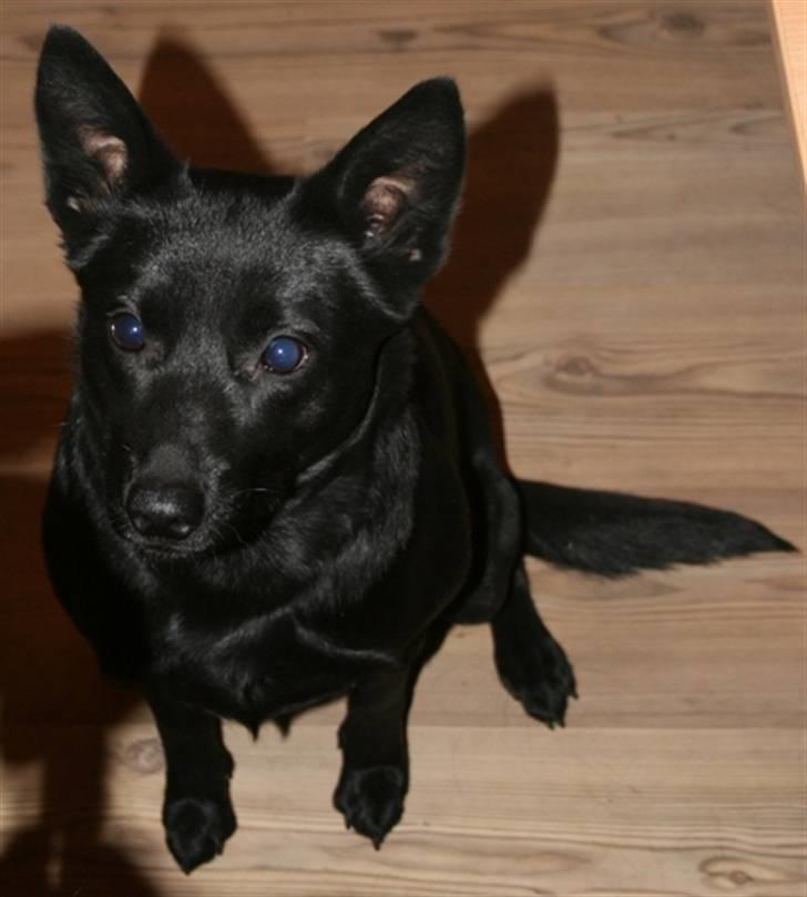 Australsk kelpie Skovfarmen´s Alabama  - 1/2-08 billede 7