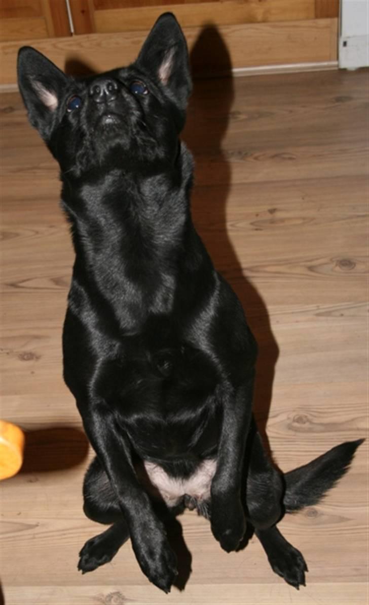 Australsk kelpie Skovfarmen´s Alabama  - 1/2-08 billede 8