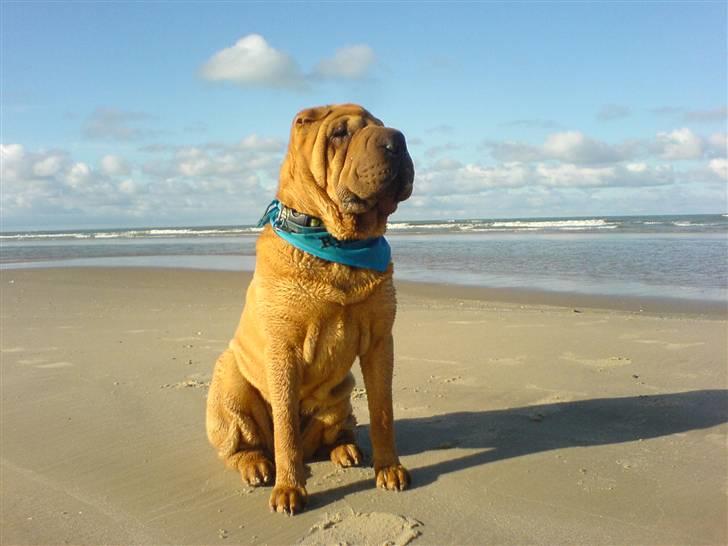 Shar pei Mango - En smuk strandløve på 1 år. billede 1