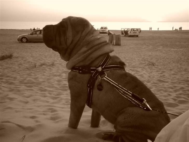 Shar pei Mango - "Sikke en smuk solnedgang" - tror jeg han tænker ;o) billede 2
