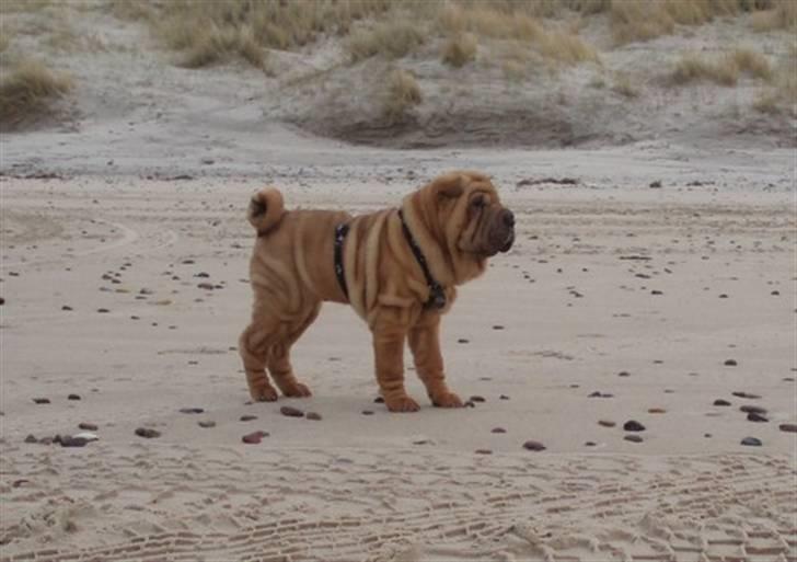 Shar pei Mango - På stranden for første gang. Åd alt det sand han kunne komme af sted med ... he he ... billede 3