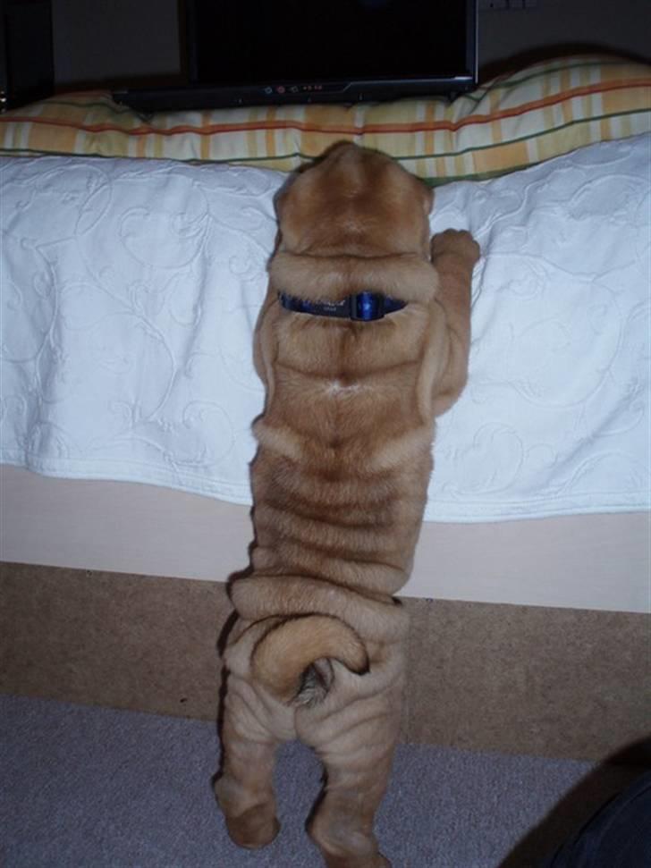 Shar pei Mango - Jeg vil op i sengen, jeg vil op i sengen - men jeg er bare for lille. ØV! billede 4