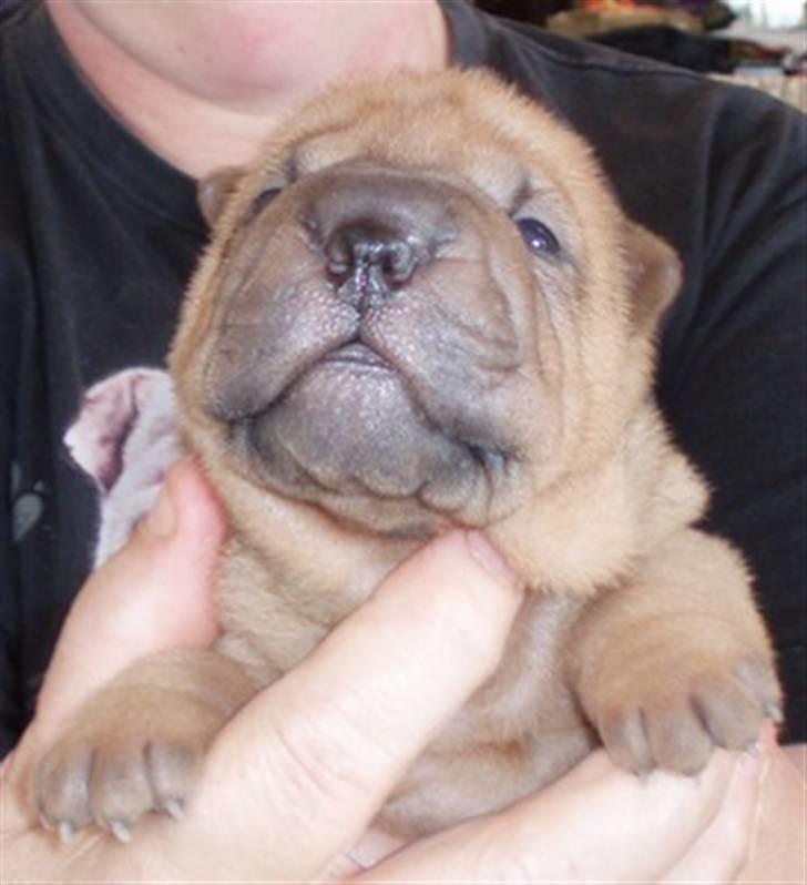Shar pei Mango - En lille kær Mango på 2 uger. Det var første gang vi så ham. Suuuk hvor var han bare nuser!!! billede 5