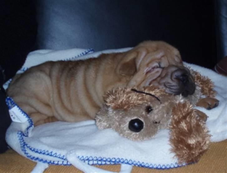 Shar pei Mango - 8 uger og helt ny i sit nye hjem, så er det godt at have en bamse at putte med ... billede 6