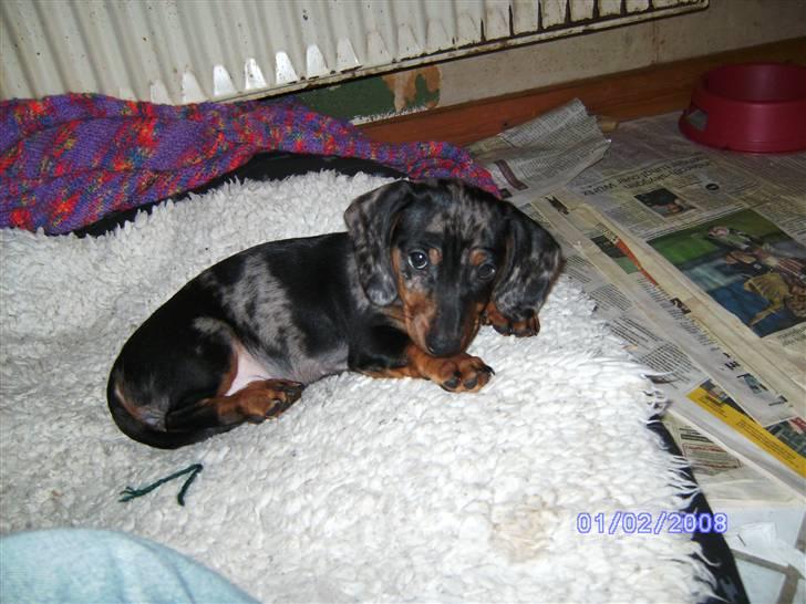 Dværggravhund Mini - Nøøj hvor er glad for at være hjemme igen(skøønt) billede 1