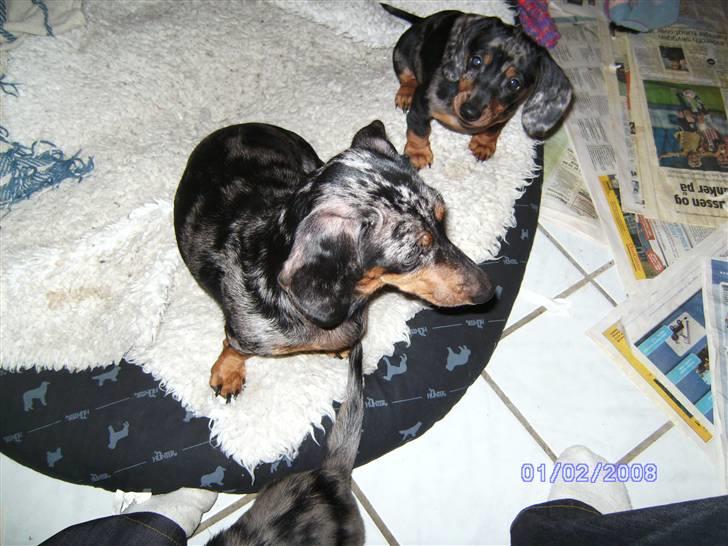 Dværggravhund Mini - Er jeg ikke sød??Sammen med mor:Mollie billede 2