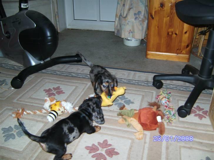 Dværggravhund Mini - Dejligt at lege med søster Cindie"" billede 3