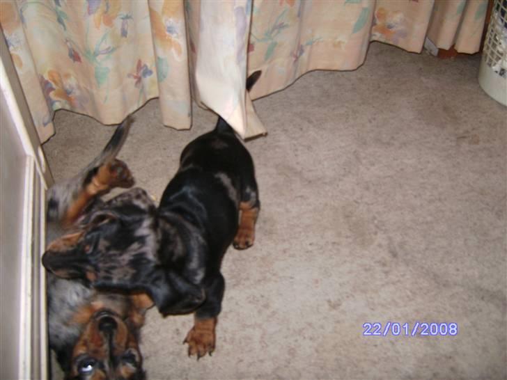 Dværggravhund Mini - He He der fik jeg dig Cindie""" billede 4