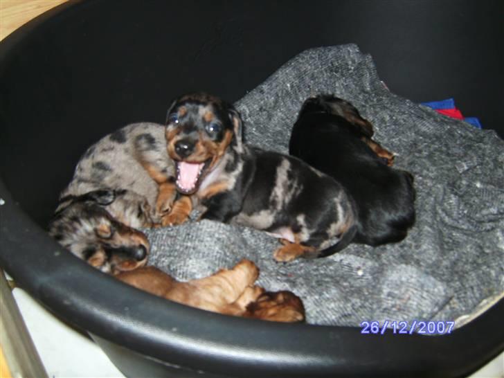 Dværggravhund Mini - Smil jeg er på,Så tager Buller,Cleo og Cindie lige en på øjet""" billede 5