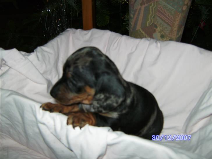 Dværggravhund Mini - Uff,der er godt nok langt ned"" billede 6